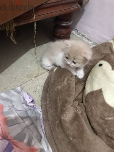 1 Male & 1 Female Kitten for SALE!