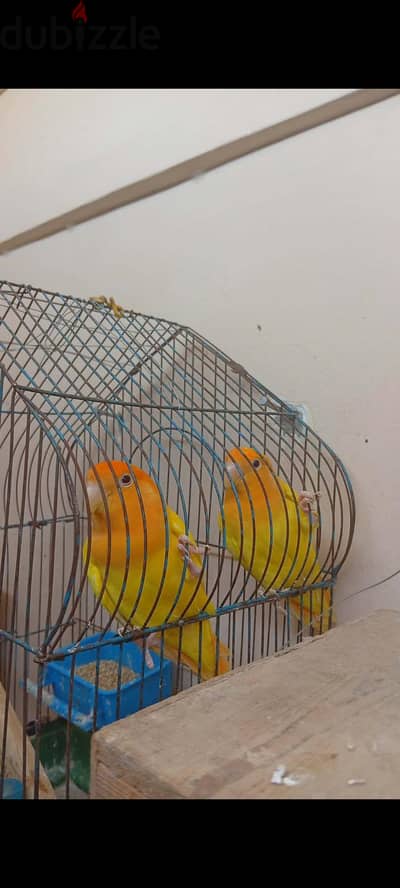 روز اوبلاين اورنج