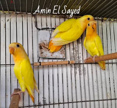 تلات شبابات روز اوبلاين اورنج بيور مستوي عالي