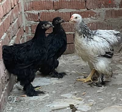 اسره براهما مستوي ممتاز