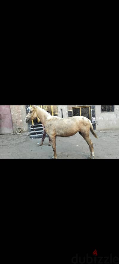 خيل  انجليزي