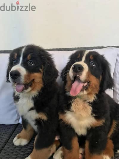 Bernese mountain puppy