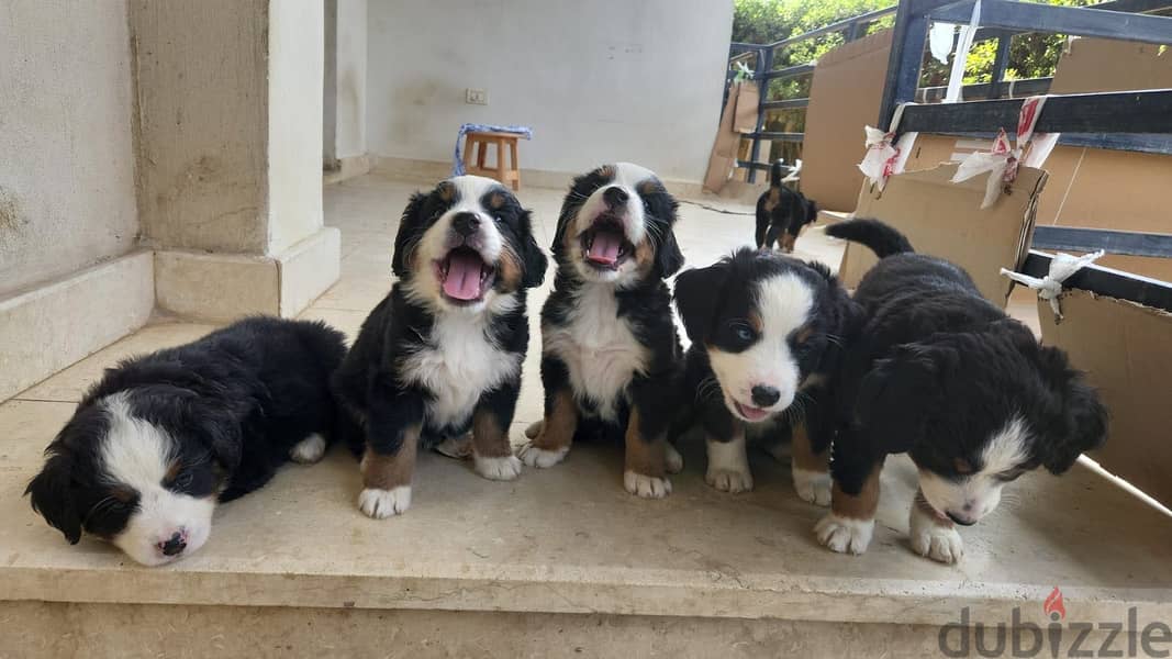 Bernese mountain puppy 1