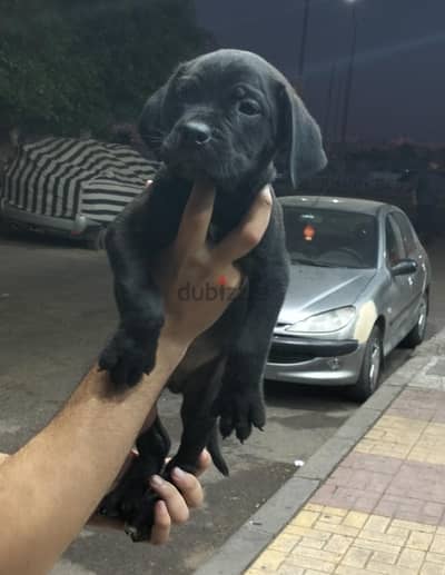 جراوي كين كورسو cane corso puppies