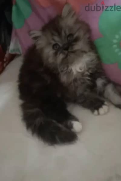 قط هاف بيكى 60 يوم
