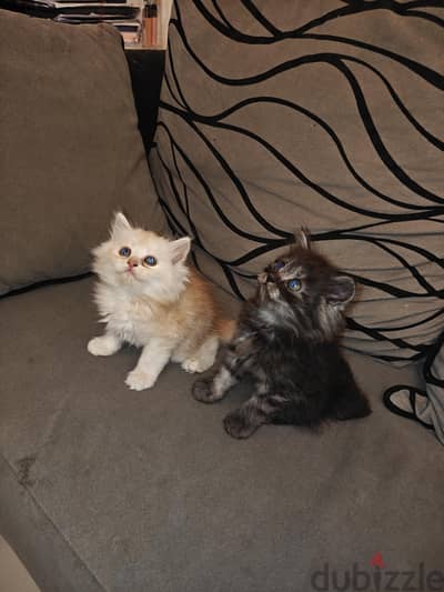 قطط شينشلا 50 يوم