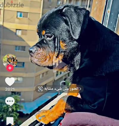 رواتب وايلر دكر اوامر +طاعه PURE