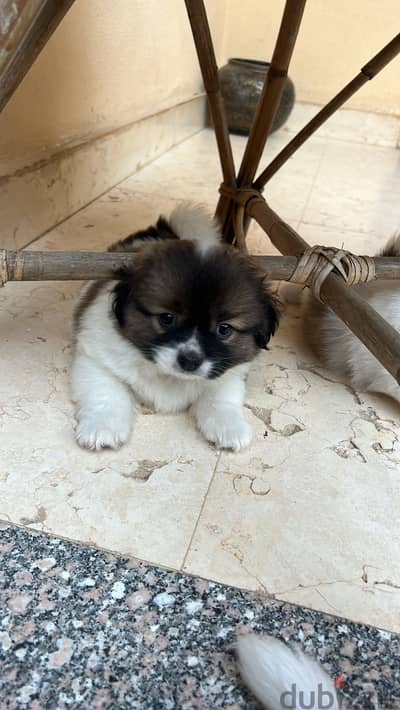Puppy Papillon male 50 days