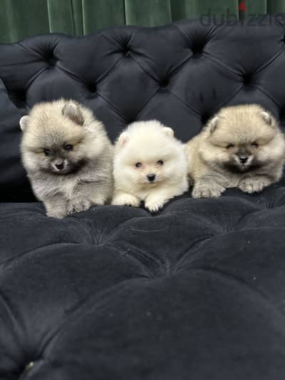 Pomeranian بومرينيان