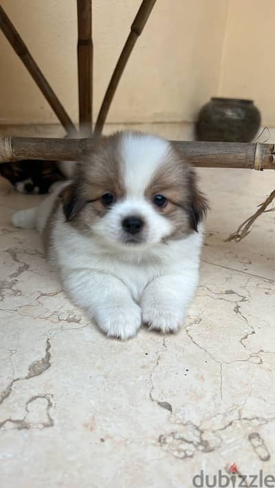 Puppy Papillon female 50 days