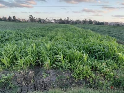قطعة أرض زراعية للبيع