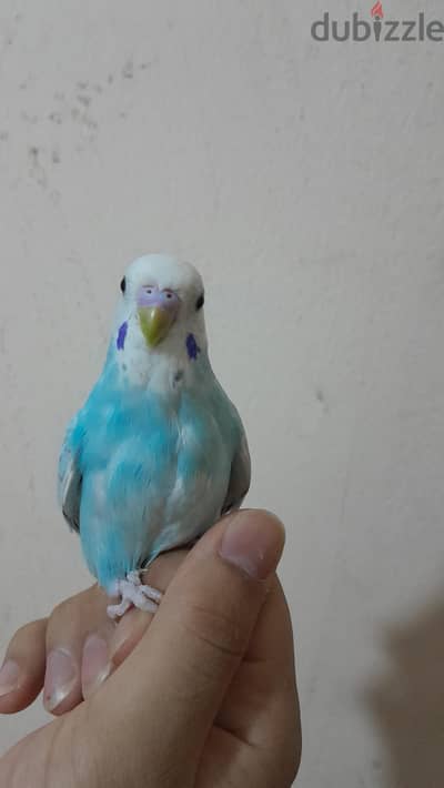 دكر بادجي