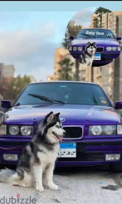 بنوته هاسكي جميله و لعبيه جدا بتحب الاطفال