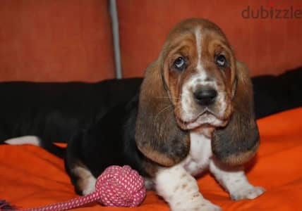 Basset hound puppy female from Russia