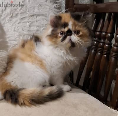 قطة بنت بيرشن زورار كاليكو كلاسيك هاي وايت