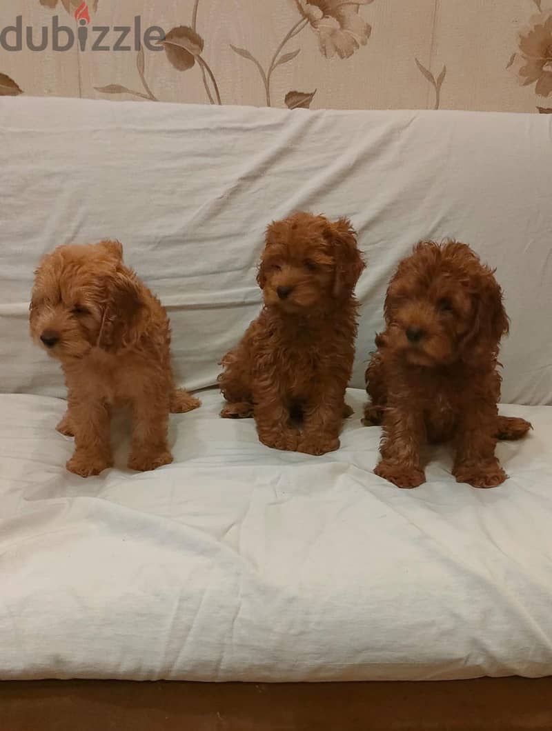 coca poodle 2