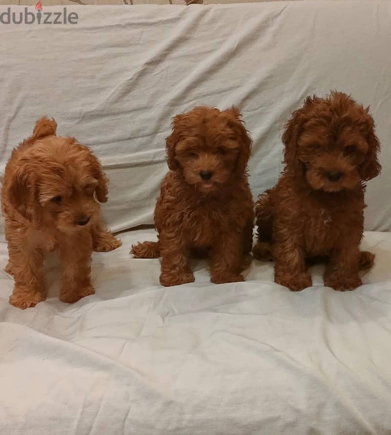 coca poodle 3