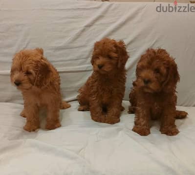 Coco poodle كوكا بوديل