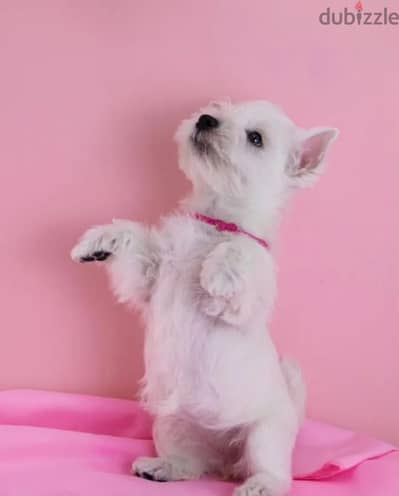 West highland white puppy female from Russia