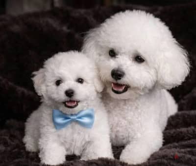 Bichon Frise puppy boy from Russia