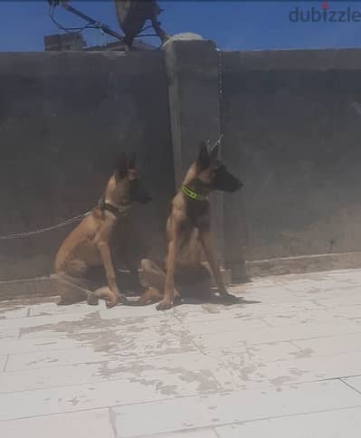 اص مالينو