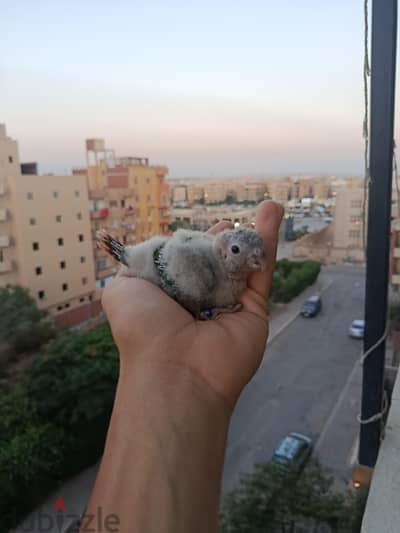 كنيور يالو سايد