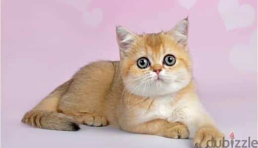 Scottish straight shorthair kitten female from Russia