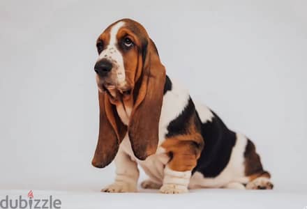Basset hound puppy female from Russia