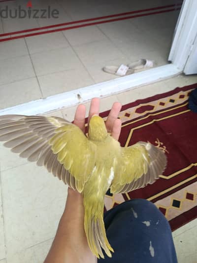 دره سنمون اوليڤ