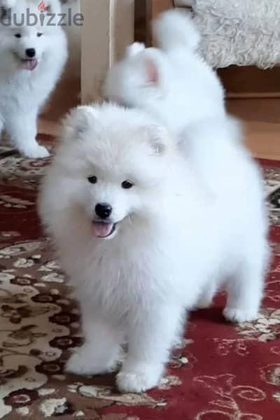 Samoyed puppy male from Russia