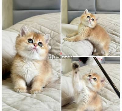 Scottish straight shorthair kittens boys from Russia
