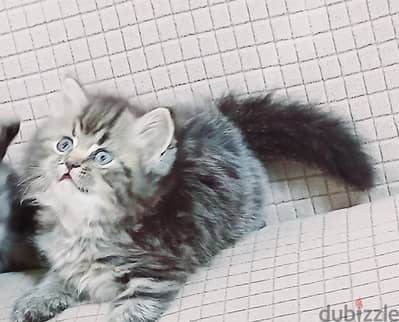 ذكر وأنثى بيرشن بيور ٥٠ يوم مدربين ومطعمين حشرات