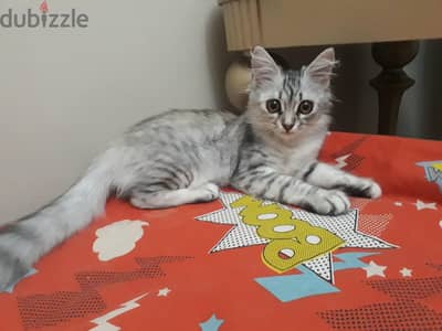قطه بنت