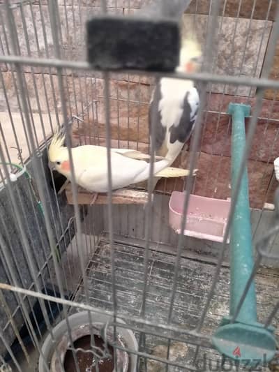 زوجين عصافير كوكتيل معاهم 3 فروخ بالقصف بتاعهم