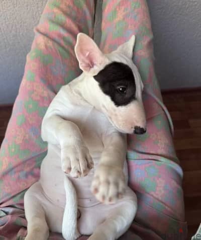 Miniature bull terrier puppy female from Russia