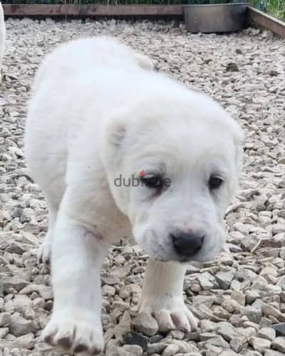 Central shepherd Alabai puppy male from Russia
