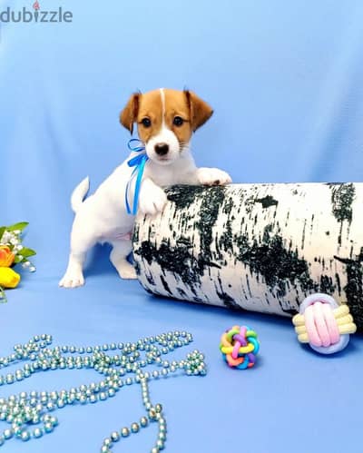 Jack Russel terrier puppies boys