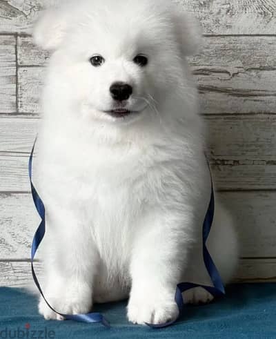 Samoyed puppy boy from Russia