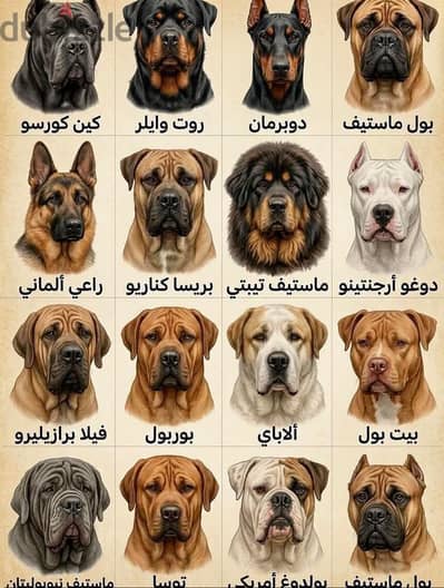 محتاج جرو جيرمن في حدود 1000 جنيه لونج هير