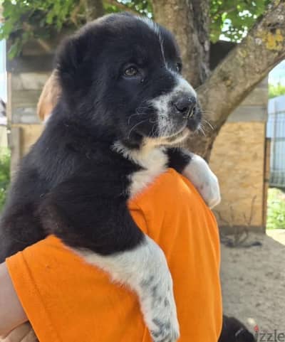 Central Asian Alabai puppy male