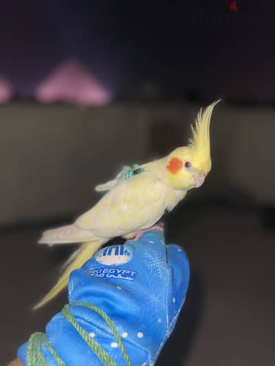 متدرب ومش بيعض