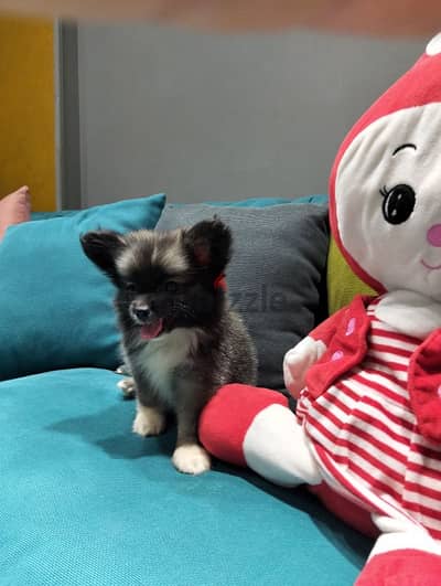 بمورينيان  بامورنيان    pomeranian