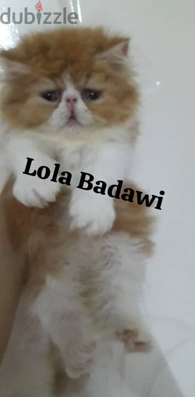 اجمل قط بيكي فيس زرار توب ريد وايت