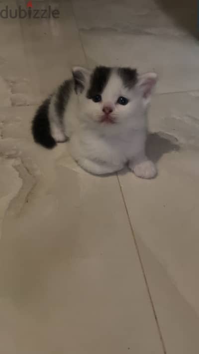 قطط سكوتش مميزه ولاد و بنات
