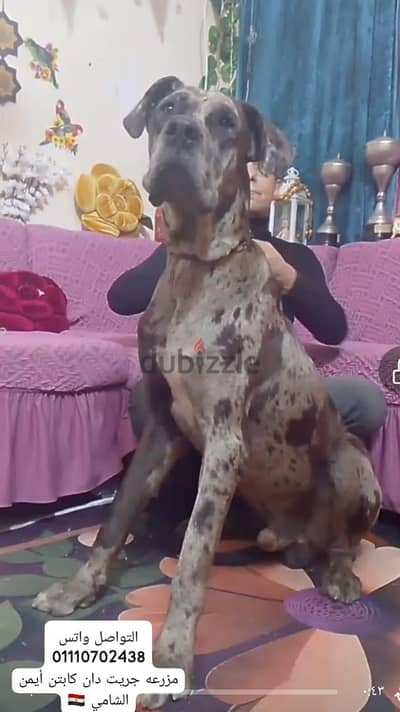 Great Dan جريت دان