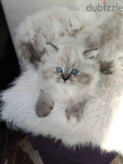 Ragdoll kittens
