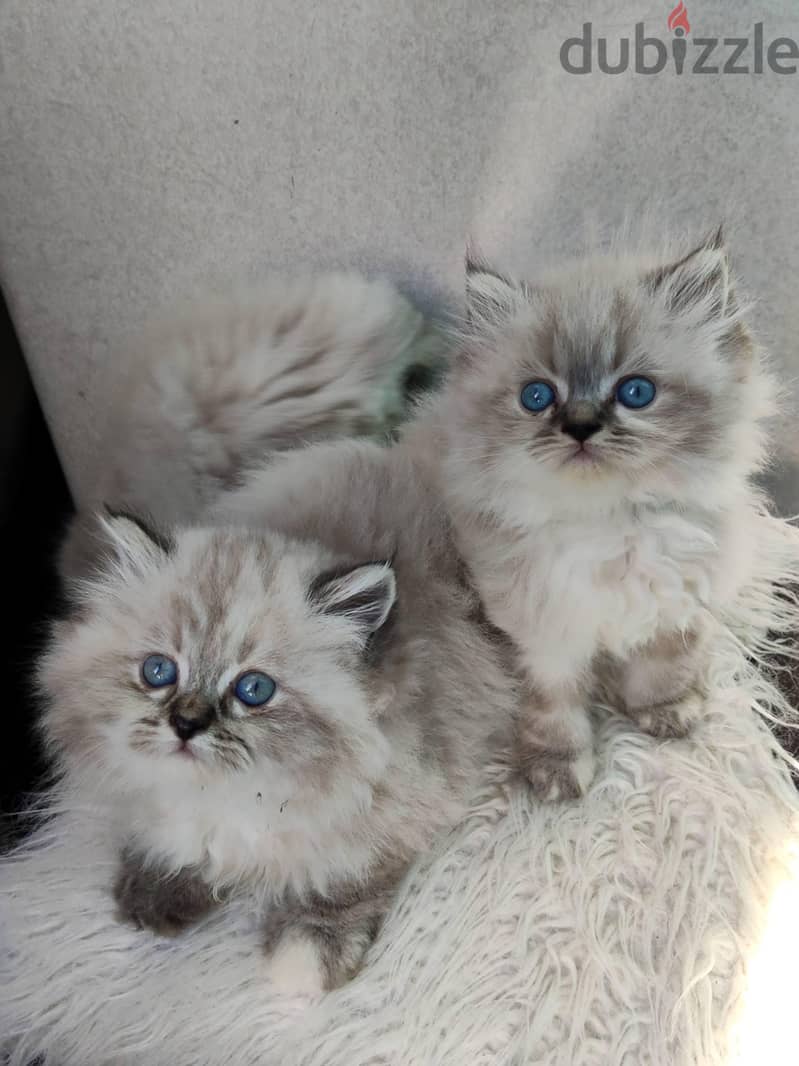 Ragdoll kittens 1