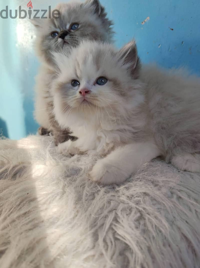 Ragdoll kittens 2