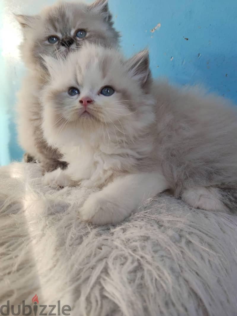 Ragdoll kittens 3