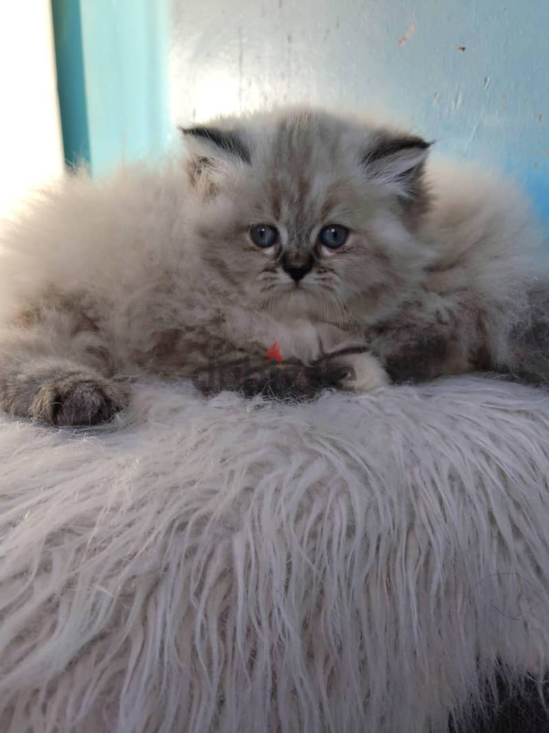 Ragdoll kittens 4